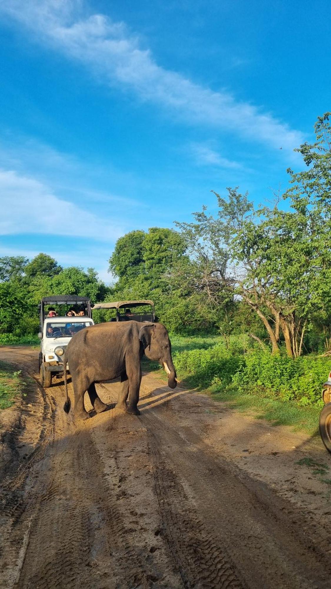 ホテル Elephant Haven ウダワラウェ エクステリア 写真