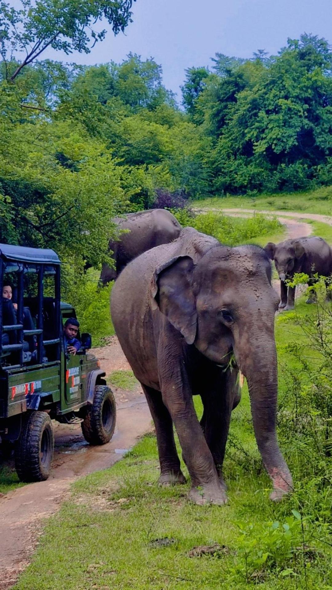 ホテル Elephant Haven ウダワラウェ エクステリア 写真